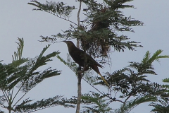 Breithauben-Stirnvogel (Psarocolius angustifrons)