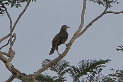 Breithauben-Stirnvogel (Psarocolius angustifrons)