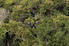 Hornwehrvogel (Anhima cornuta)