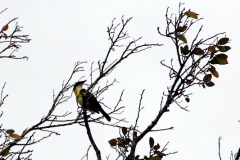 Schwefeltyrann (Pitangus sulphuratus)