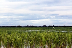 Lago Campina