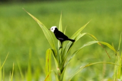 Weißkopf-Wassertyrann (Arundinicola leucocephala), Männchen