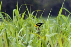 Gelbkopfstärling (Chrysomus icterocephalus)