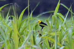 Gelbkopfstärling (Chrysomus icterocephalus)