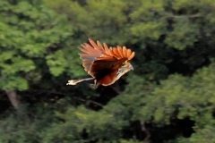 Hoatzin (Opisthocomus hoazin)