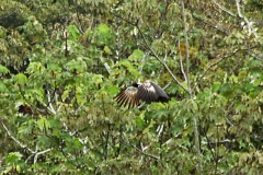 Hornwehrvogel (Anhima cornuta)