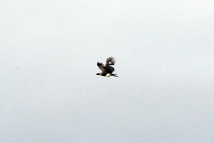 Hornwehrvogel (Anhima cornuta)