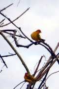 Safranammern (Sicalis flaveola)