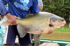 Schwarzer Pacu / Tambaqui (Colossoma macropomum)