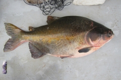 Schwarzer Pacu / Tambaqui (Colossoma macropomum)