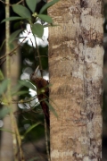 Geradschnabel-Baumsteiger (Xiphorhynchus picus)