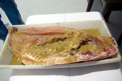 Schwarzer Pacu / Tambaqui (Colossoma macropomum) zum Grillen