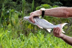 Silberantennenwelse (Calophysus macropterus)