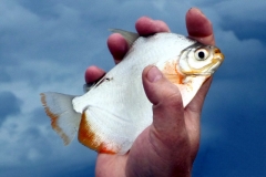 Mylossoma sp.