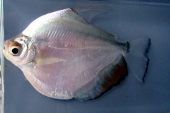 Mylossoma sp.