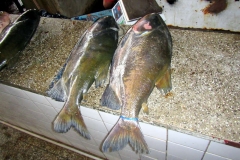 Schwarzer Pacu / Tambaqui (Colossoma macropomum)