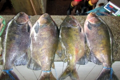 Schwarzer Pacu / Tambaqui (Colossoma macropomum)