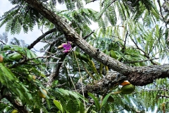 Cattleya labiata