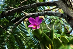 Cattleya labiata