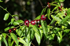 Sägeblättrige Nagelbeere (Ochna serrulata) Affenschnuller