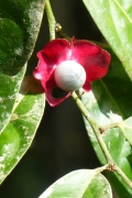 Sägeblättrige Nagelbeere (Ochna serrulata) Affenschnuller