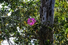 Cattleya labiata
