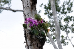 Cattleya labiata