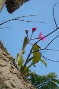 Cattleya labiata