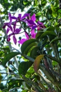 Cattleya labiata