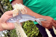 Nemadoras elongatus?