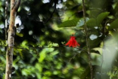 Passiflora coccinea