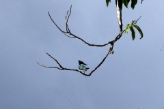 Eisvogel
