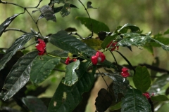 Sägeblättrige Nagelbeere (Ochna serrulata) Affenschnuller