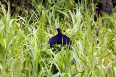 Glattschnabelani (Crotophaga ani)