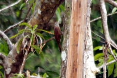 Spechtschnabel-Baumsteiger (Dendroplex picus)