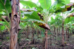 Bananenplantage auf Terra Preta