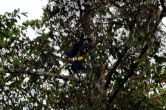 Cuviertukan (Ramphastos cuvieri)