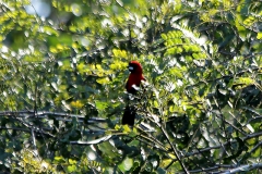 Maskentangar (Ramphocelus nigrogularis)