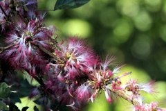 Puderquastenstrauch (Calliandra haematocephala)