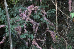 Calliandra haematocephala