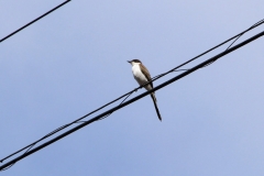 brasilien_2017_16206