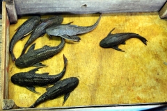 Segelschilderwels (Pterygoplichthys /Liposarcus pardalis)