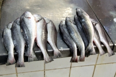 Süßwasser-Umberfisch - Plagioscion squamosissimus?