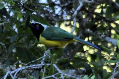 Grünhäher (Cyanocorax yncas)