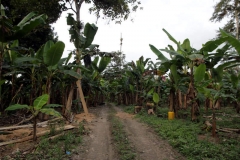 Bananenplantage nahe El Carmen