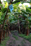 Bananenplantage nahe El Carmen