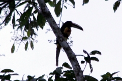 Hellschnabelarassari (Pteroglossus erythrop)