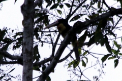 Hellschnabelarassari (Pteroglossus erythrop)