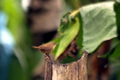 Südlicher Hauszaunkönig (Troglodytes musculus)