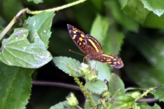 ecuador_2016_11311